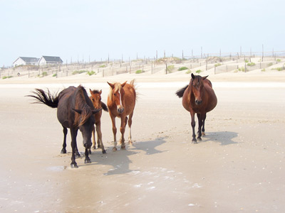 beach horse